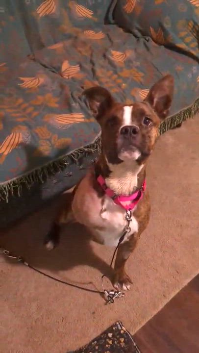 Enlarge Thea, an adopted mixed breed in Beavercreek, OR video 5/6
