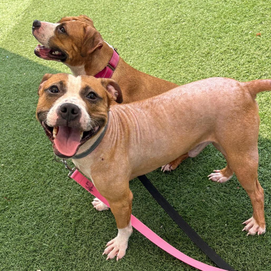Shrek, Adoptable, Adult Male Mixed Breed.