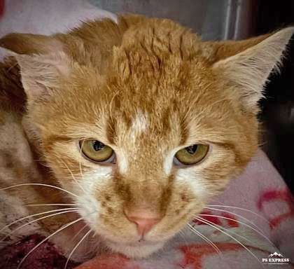 Guernsey Peach, a Adoptable mixed breed in Portsmouth, OH image 1/4