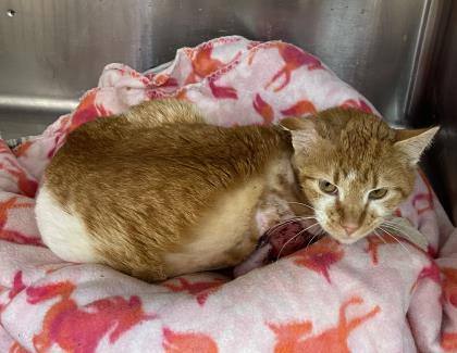 Guernsey Peach, a Adoptable mixed breed in Portsmouth, OH image 2/4