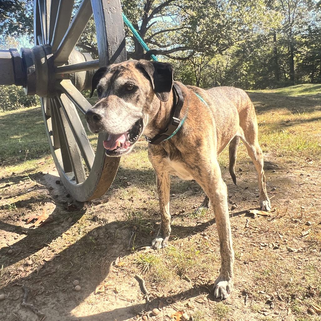 Enlarge Ragnar, a Adoptable Mixed Breed in Fredericksburg, VA image 1/6