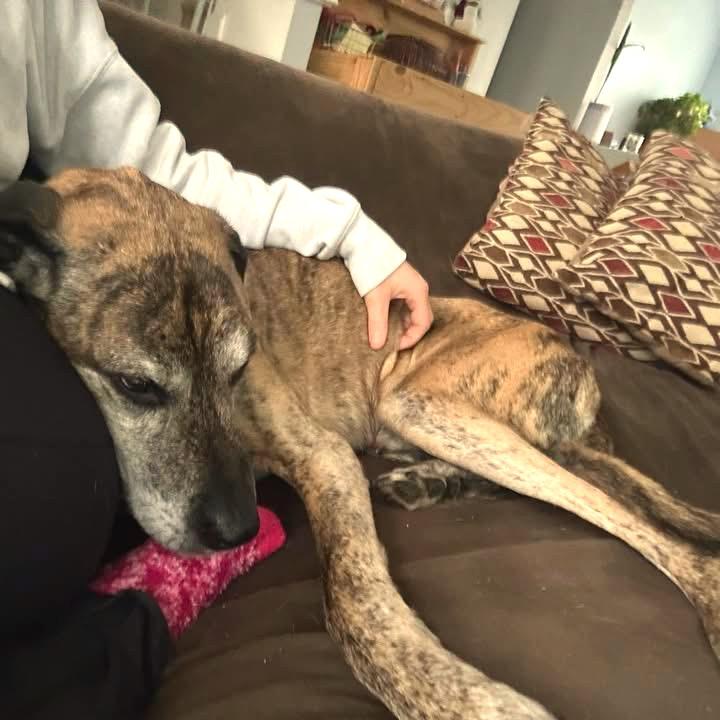 Enlarge Ragnar, a Adoptable Mixed Breed in Fredericksburg, VA image 1/6