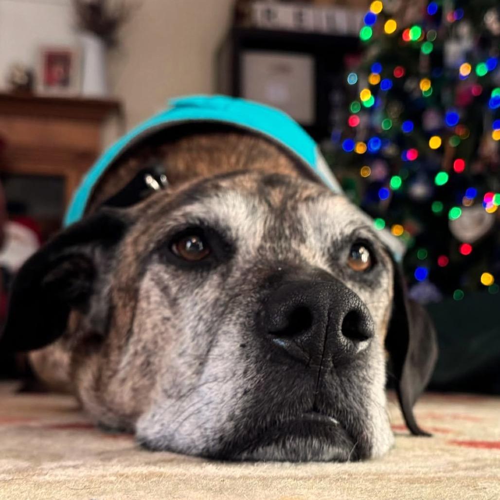 Ragnar, Adoptable, Senior Male Mixed Breed.