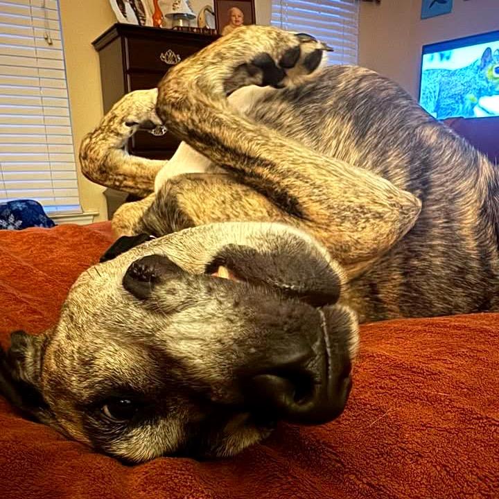 Ragnar, Adoptable, Senior Male Mixed Breed.