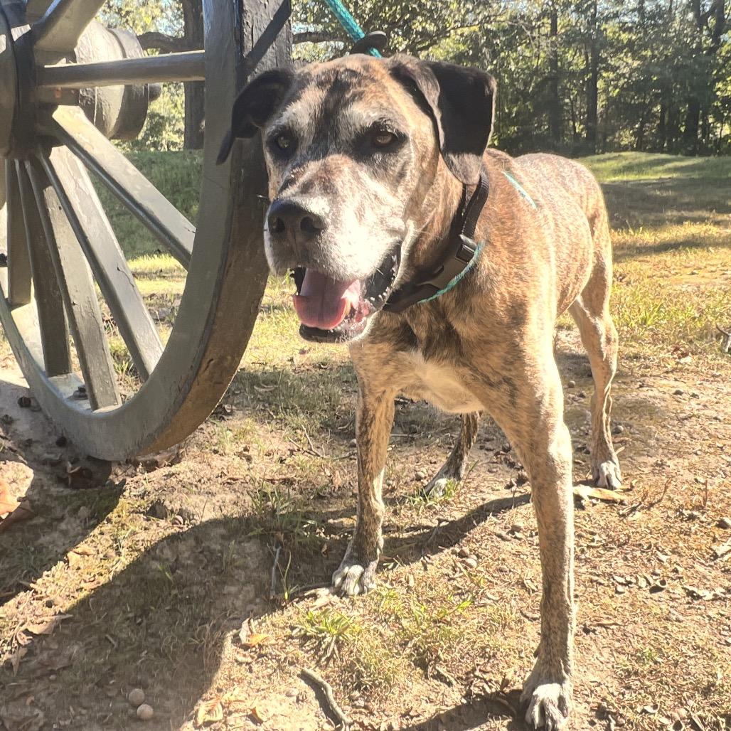 Enlarge Ragnar, a Adoptable Mixed Breed in Fredericksburg, VA image 2/6