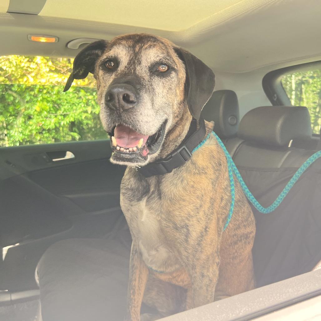 Enlarge Ragnar, a Adoptable Mixed Breed in Fredericksburg, VA image 3/6