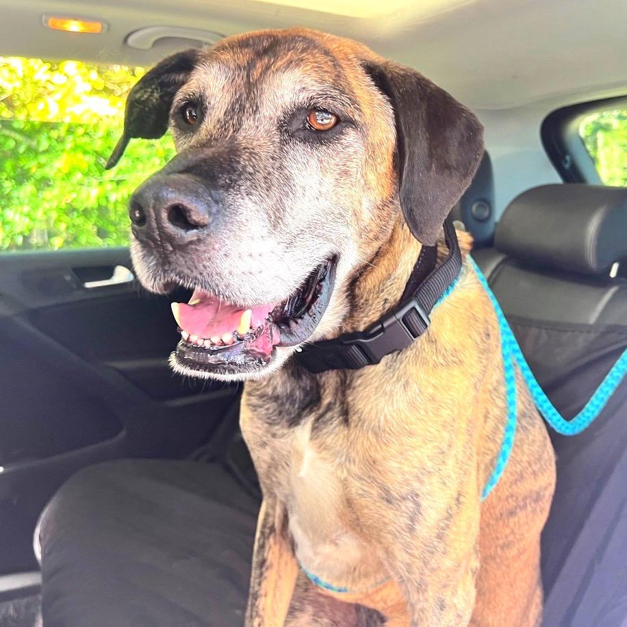 Enlarge Ragnar, a Adoptable Mixed Breed in Fredericksburg, VA image 4/6