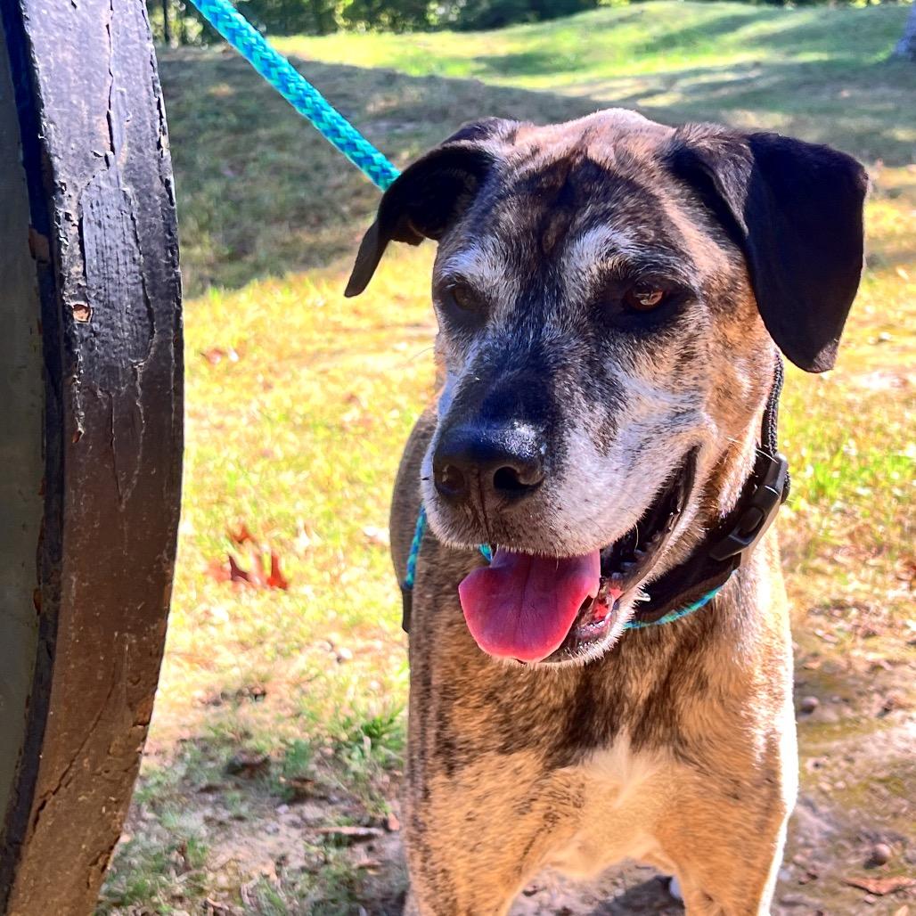 Enlarge Ragnar, a Adoptable Mixed Breed in Fredericksburg, VA image 4/6