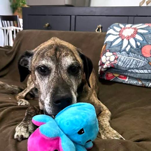 Enlarge Ragnar, a Adoptable Mixed Breed in Fredericksburg, VA image 5/6