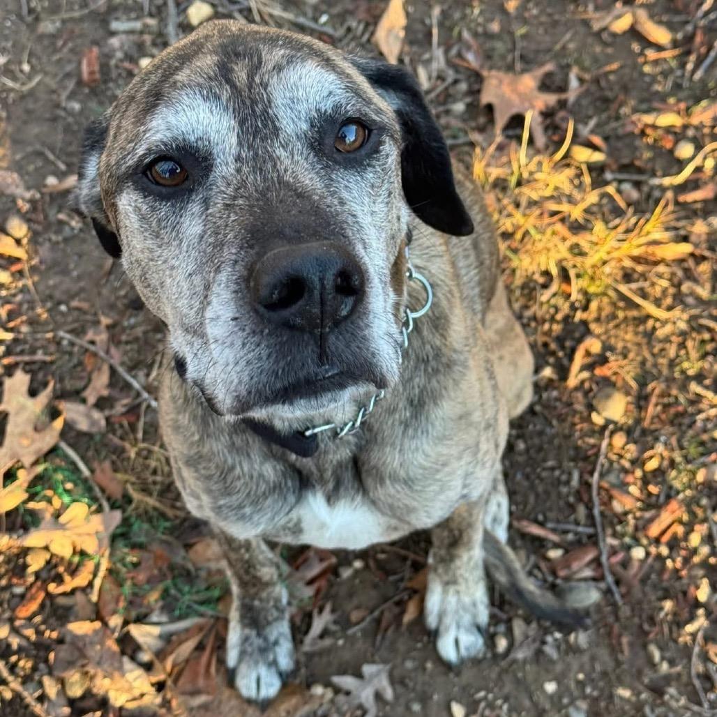 Enlarge Ragnar, a Adoptable Mixed Breed in Fredericksburg, VA image 6/6