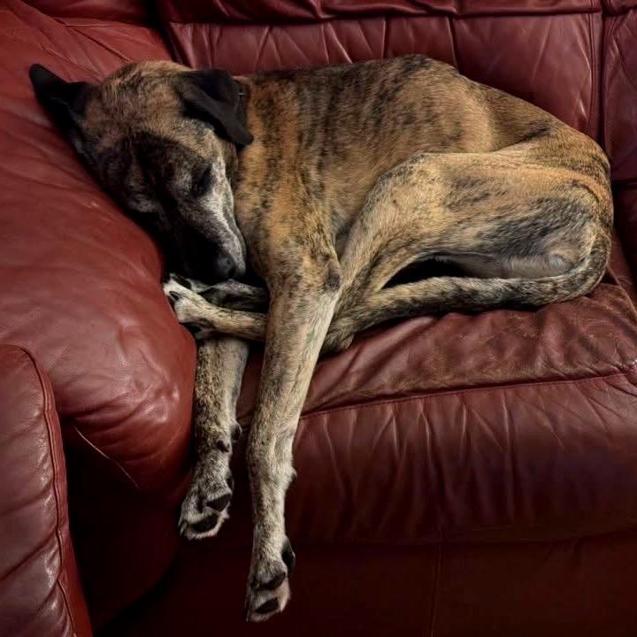 Enlarge Ragnar, a Adoptable Mixed Breed in Fredericksburg, VA image 6/6