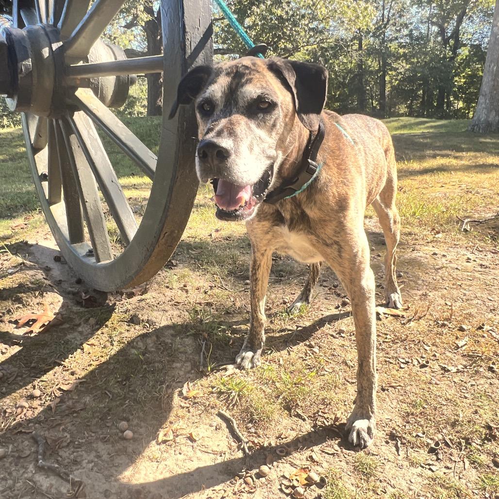 Enlarge Ragnar, a Adoptable Mixed Breed in Fredericksburg, VA image 6/6