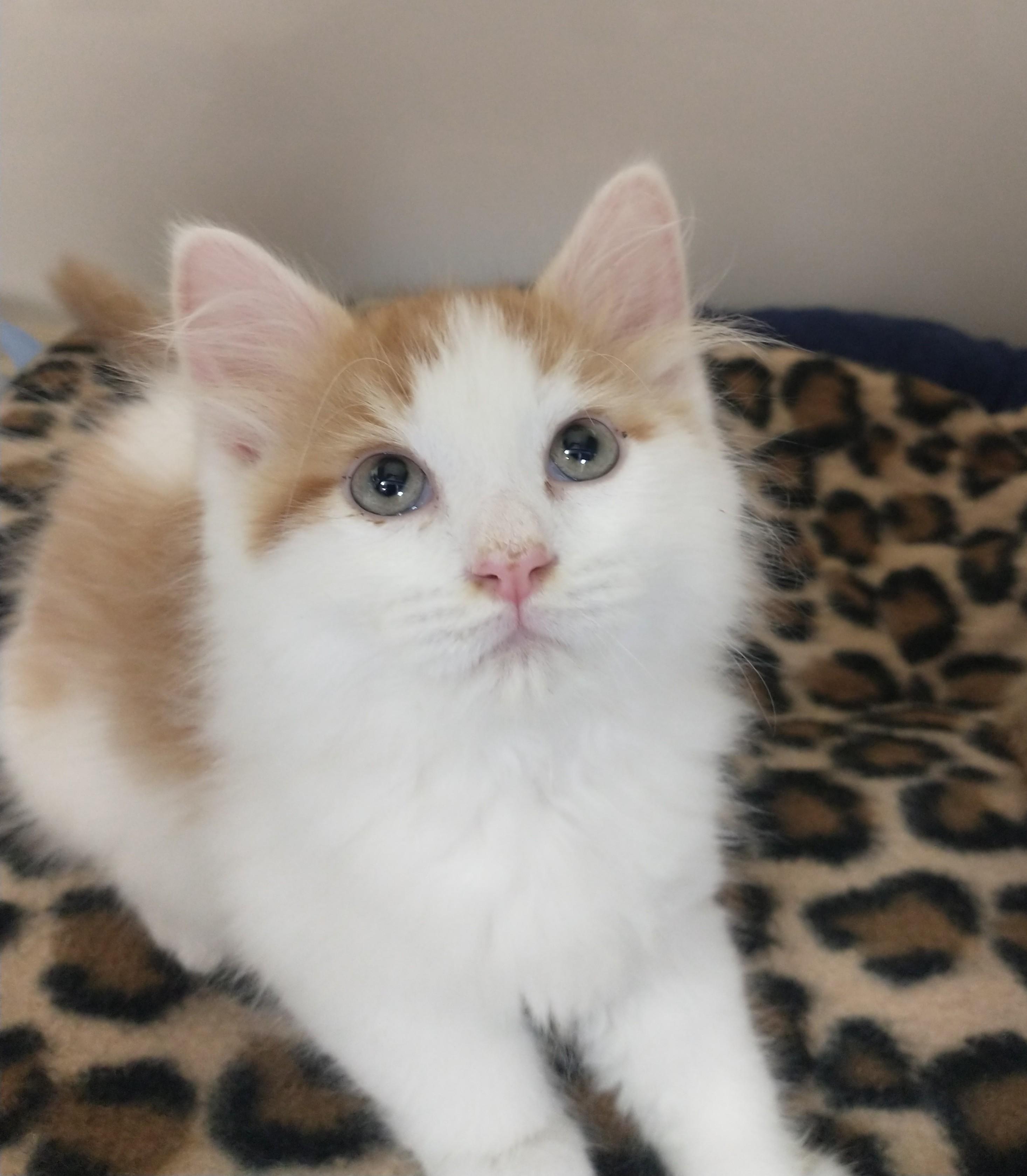 Buzz, adopted, Kitten Male Domestic Medium Hair.