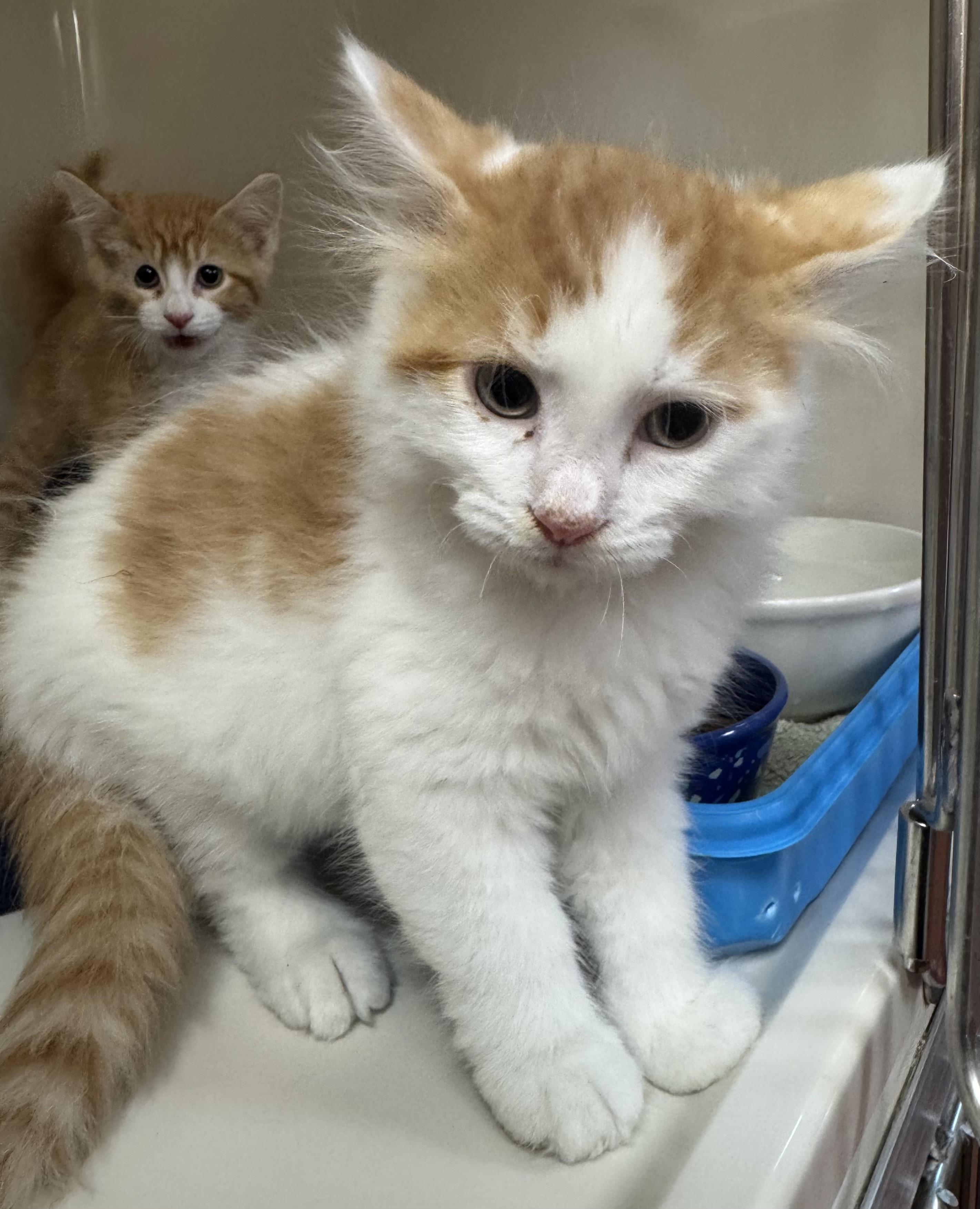 Enlarge Buzz, an adopted Domestic Medium Hair in Tomah, WI image 2/2