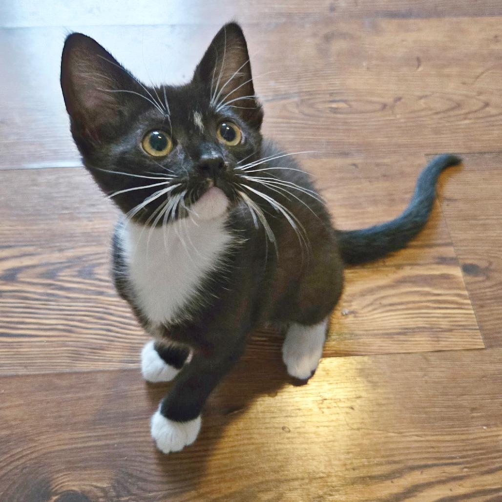 Enlarge Rue, a Adoptable Domestic Short Hair in Flower Mound, TX image 1/4