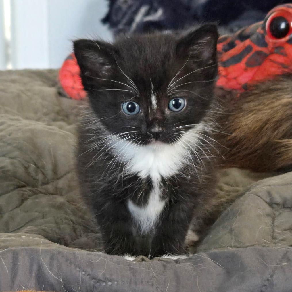 Enlarge Rue, a Adoptable Domestic Short Hair in Flower Mound, TX image 2/4