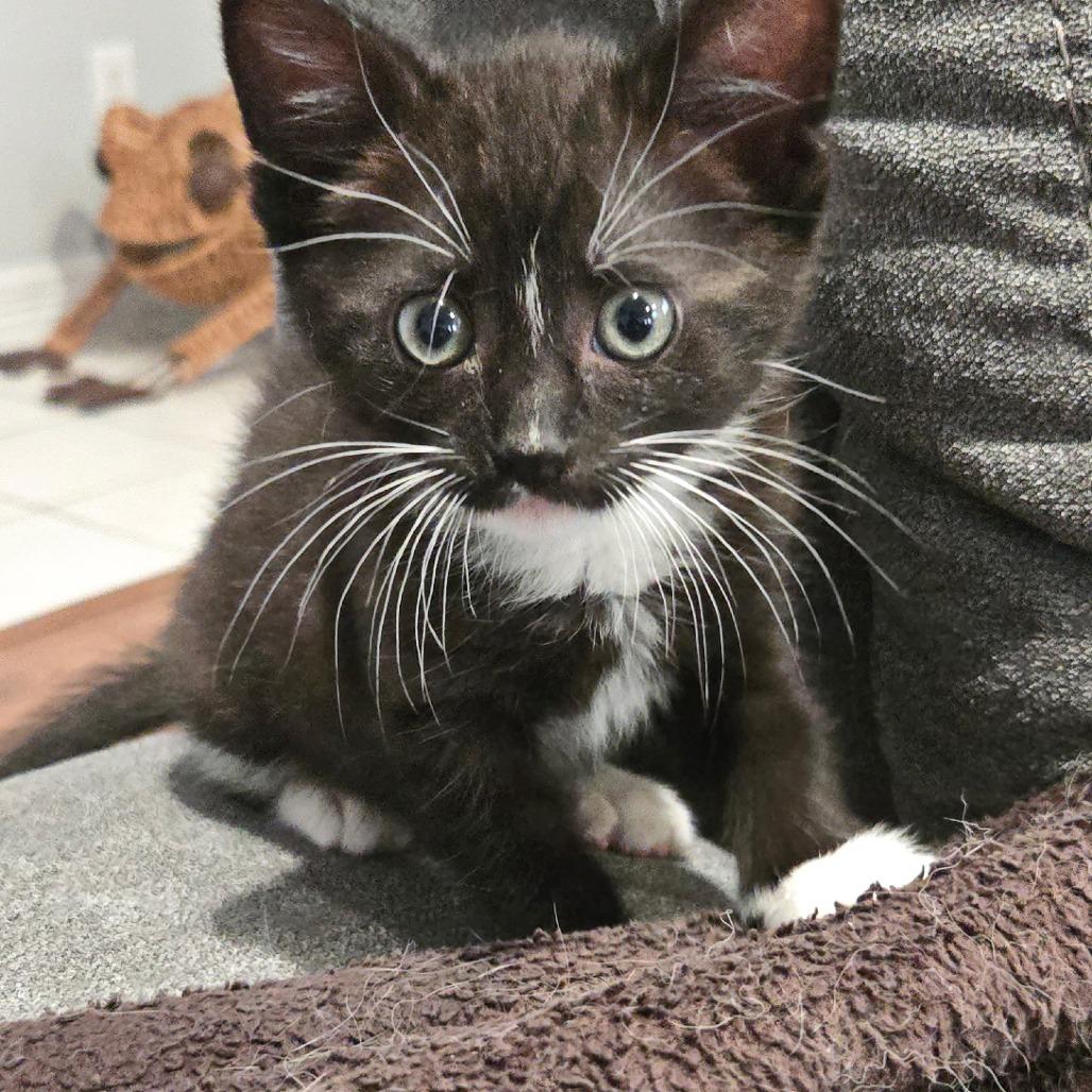 Enlarge Rue, a Adoptable Domestic Short Hair in Flower Mound, TX image 3/4