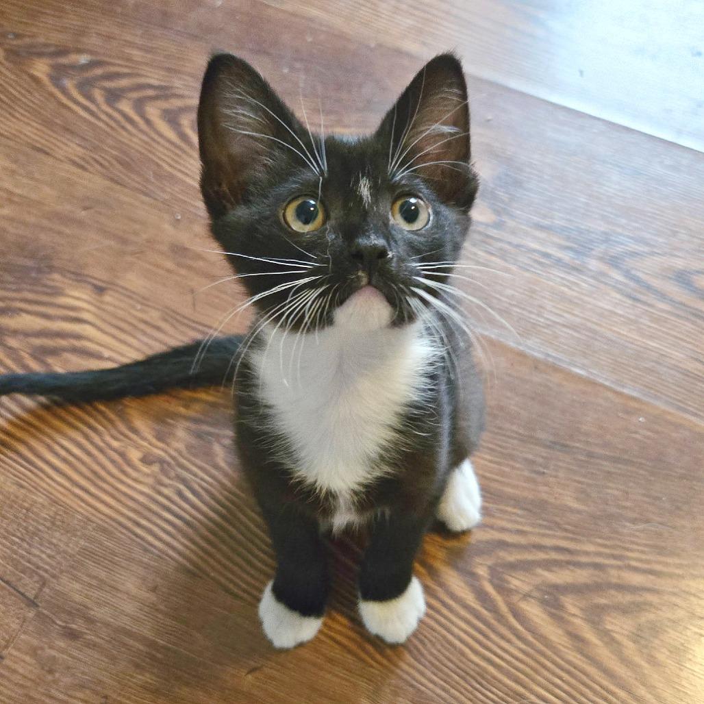 Enlarge Rue, a Adoptable Domestic Short Hair in Flower Mound, TX image 4/4