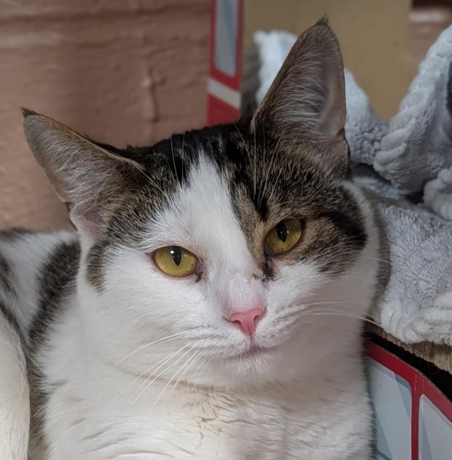 Princess Bubblegum, Adoptable, Young Female Domestic Short Hair.