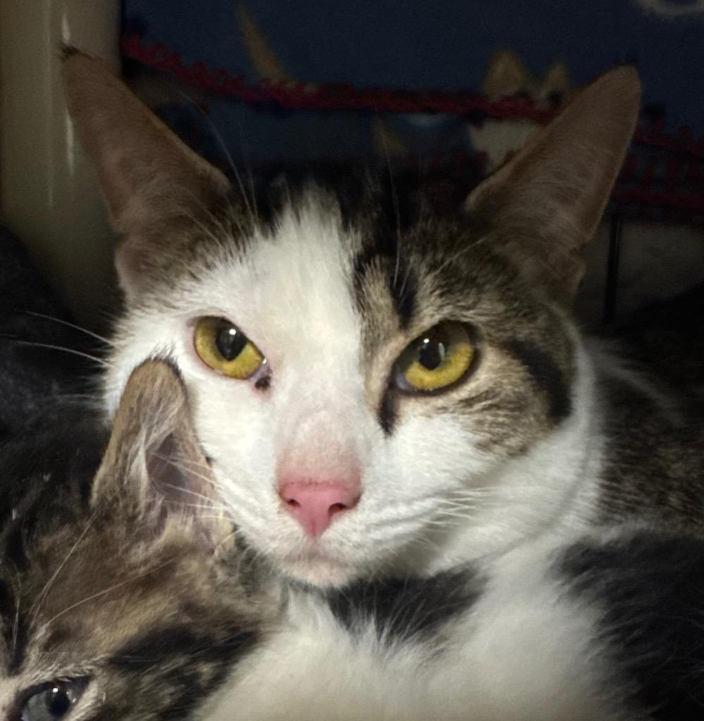 Princess Bubblegum, Adoptable, Young Female Domestic Short Hair.