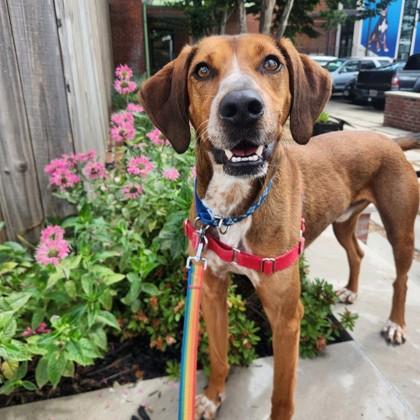 Presley, Adoptable, Adult Male Redbone Coonhound & Mixed Breed.
