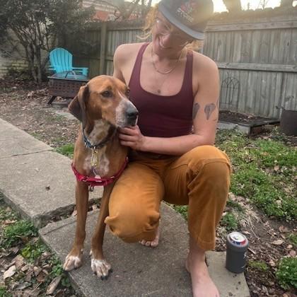 Presley, Adoptable, Adult Male Redbone Coonhound & Mixed Breed.