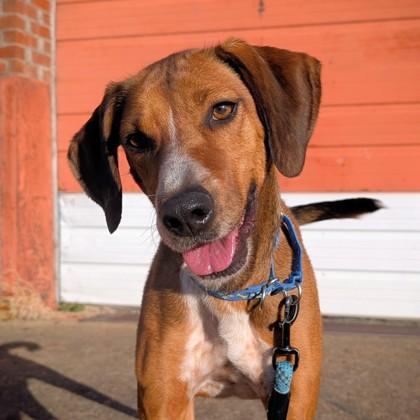 Presley, a Adoptable mixed breed in Richmond, VA image 2/3