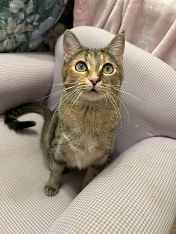 Macie, Young Female unknown