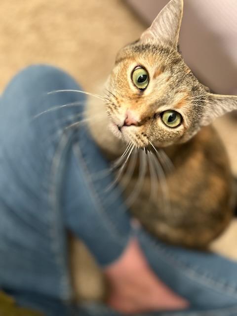 Enlarge Macie, a Adoptable mixed breed in Parker, TX image 2/4