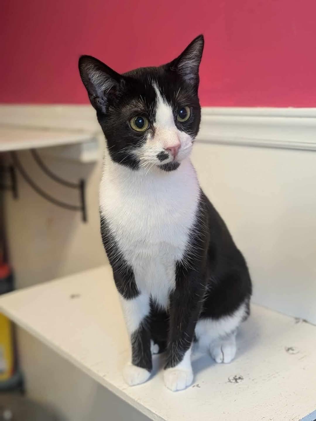 Enlarge Pedro Pascal, a Adoptable Domestic Short Hair in Concord, NC image 1/1