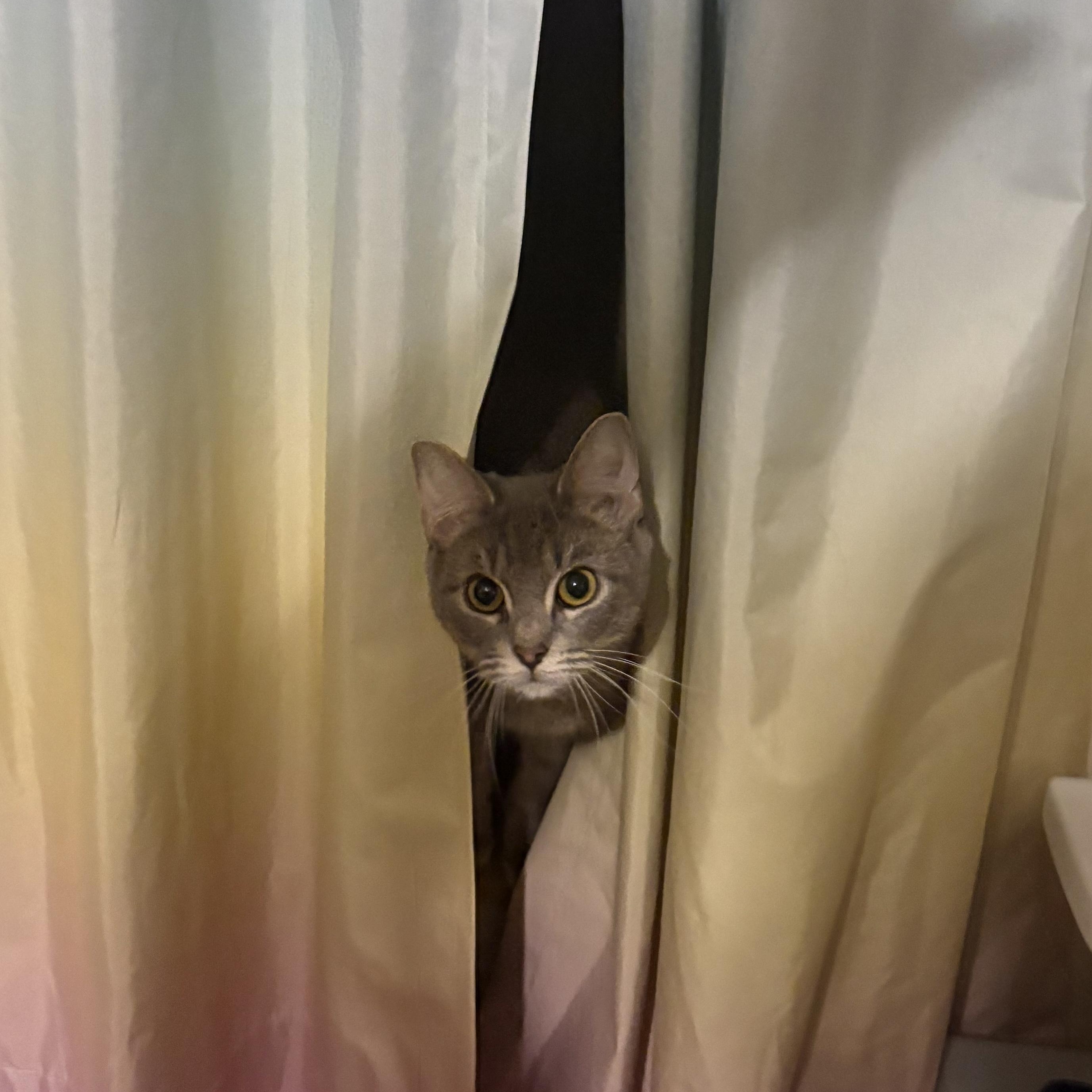 Enlarge Catherine O'Hara, an adopted Domestic Short Hair in Indianapolis, IN image 2/3