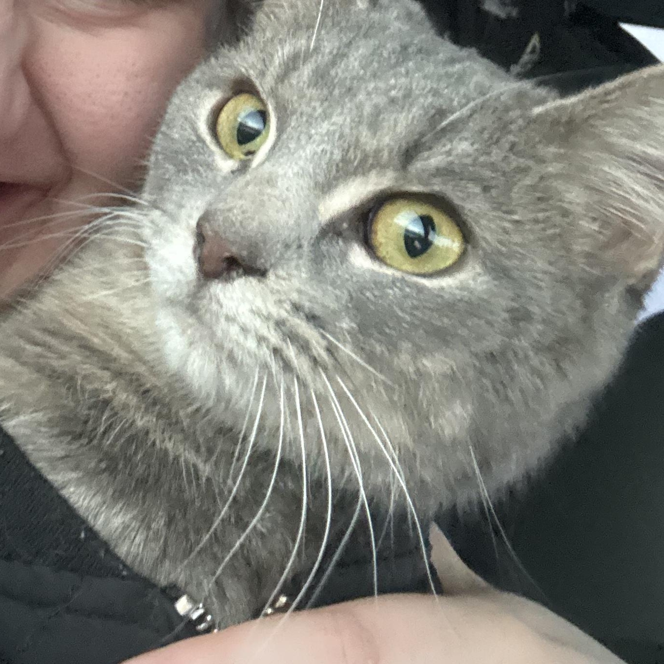 Enlarge Catherine O'Hara, an adopted Domestic Short Hair in Indianapolis, IN image 3/3