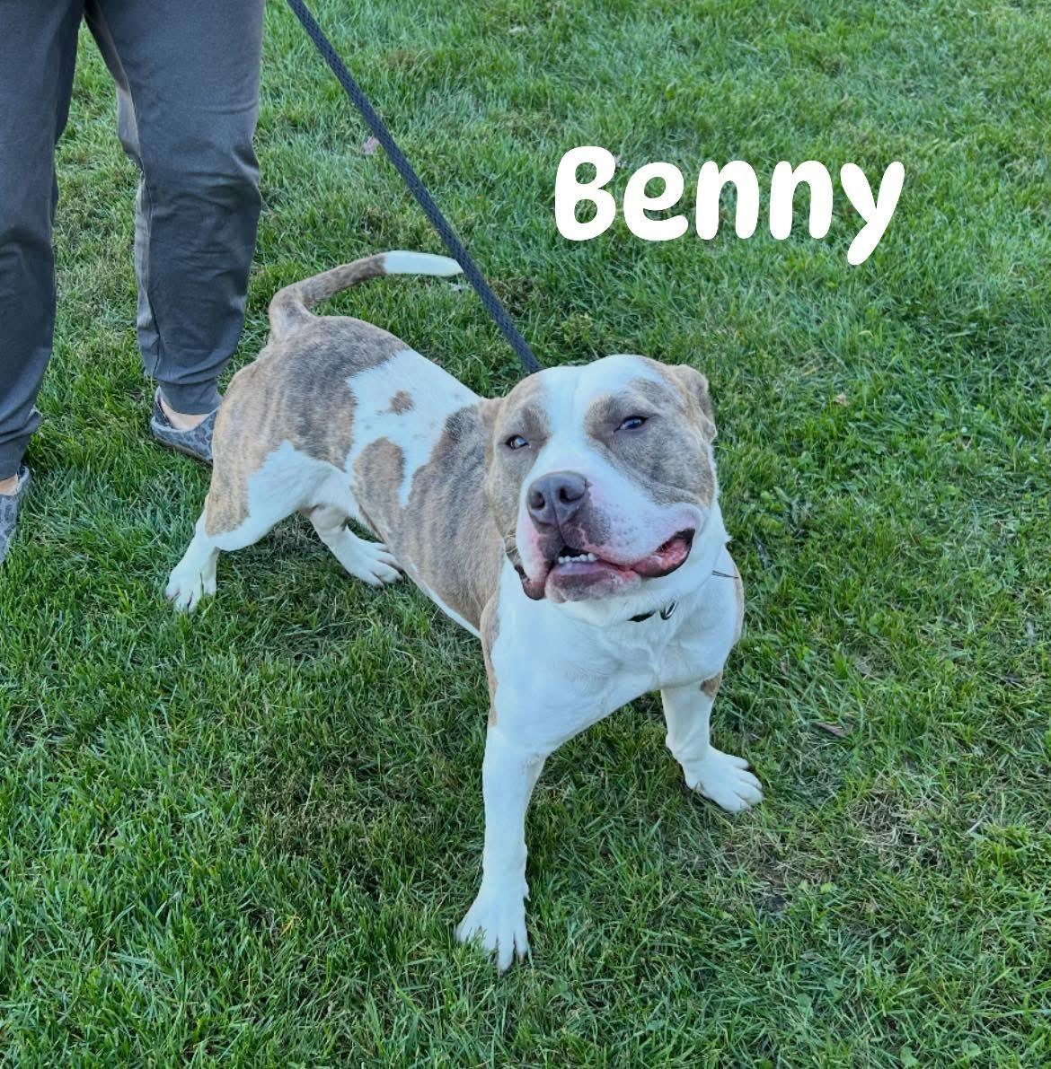 Enlarge Benny, a ADOPTABLE Pit Bull Terrier in Vernon Hills, IL image 2/3