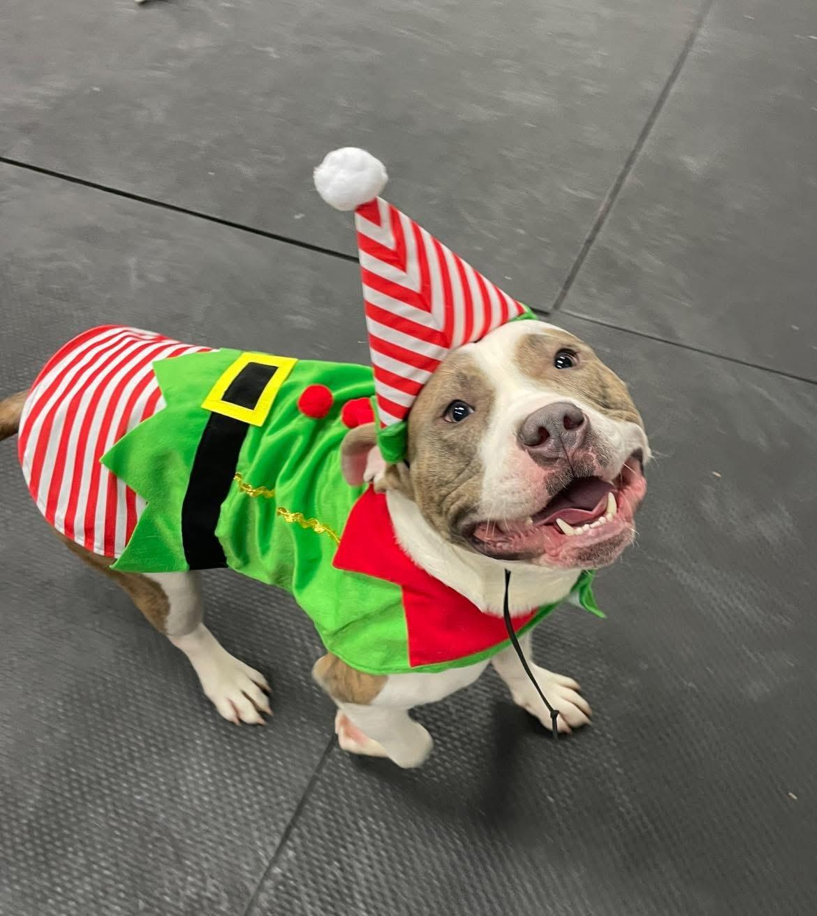 Enlarge Benny, a ADOPTABLE Pit Bull Terrier in Vernon Hills, IL image 3/3