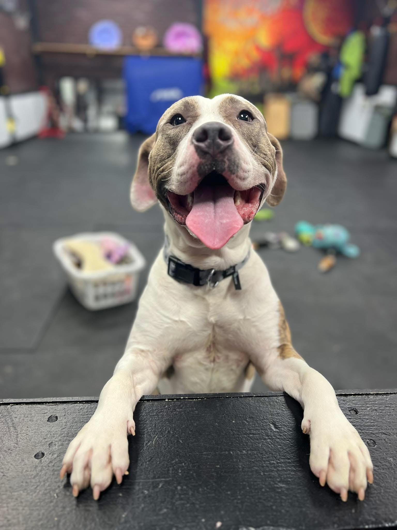 Enlarge Benny, a ADOPTABLE Pit Bull Terrier in Vernon Hills, IL image 1/3