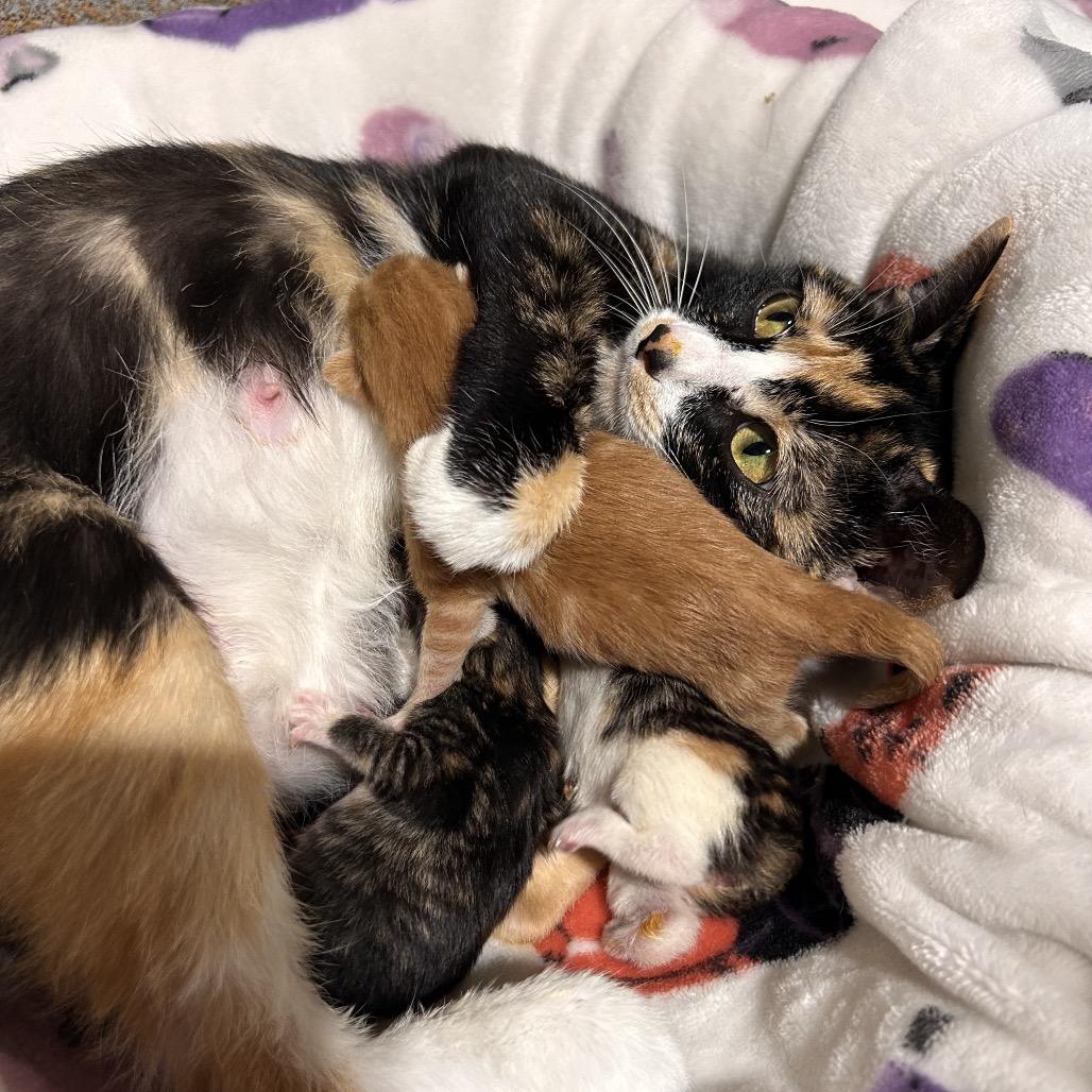 Stella, Adoptable, Young Female Domestic Short Hair.