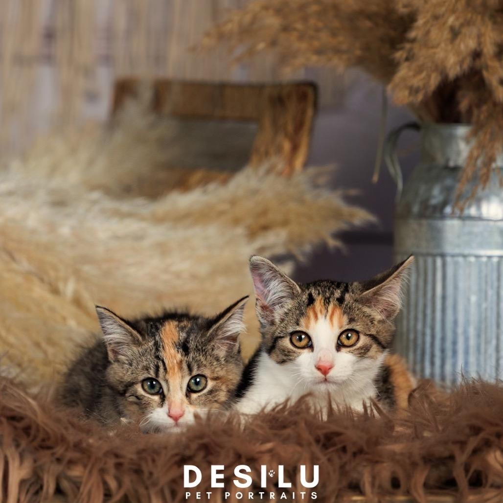 Stella, a Adoptable Domestic Short Hair in Marion, IL image 6/6