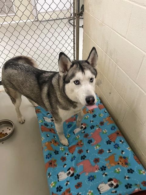 Dimitri, a Adoptable mixed breed in Heathsville, VA image 5/5