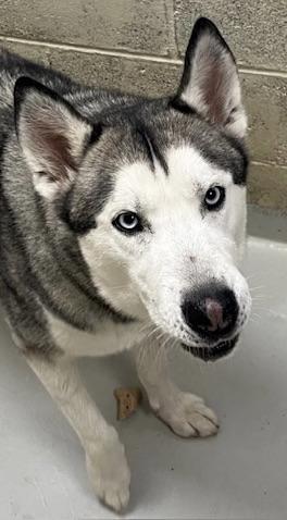 Dimitri, Adoptable, Young Male Siberian Husky & Husky.