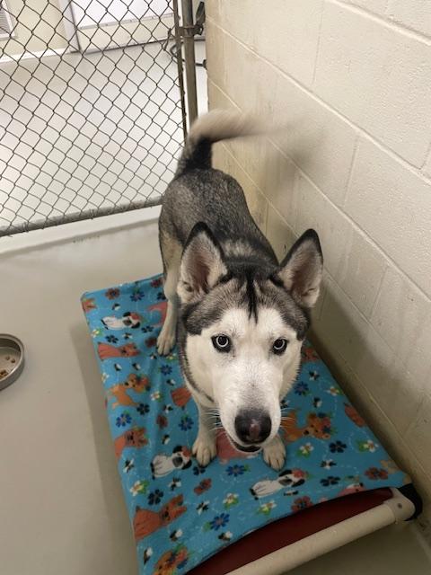 Dimitri, a Adoptable mixed breed in Heathsville, VA image 3/5