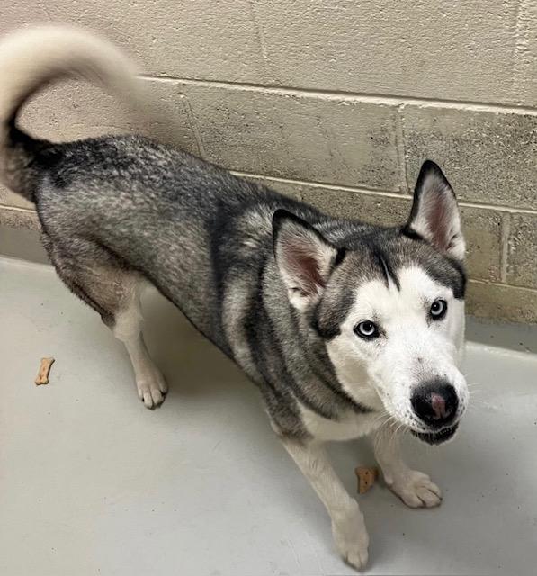 Dimitri, a Adoptable mixed breed in Heathsville, VA image 4/5