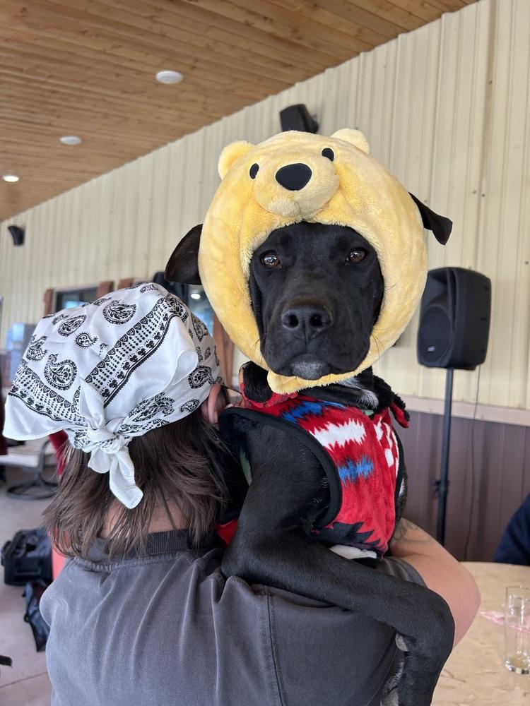 Enlarge Shakira, a Adoptable Labrador Retriever in Clovis, NM image 1/4