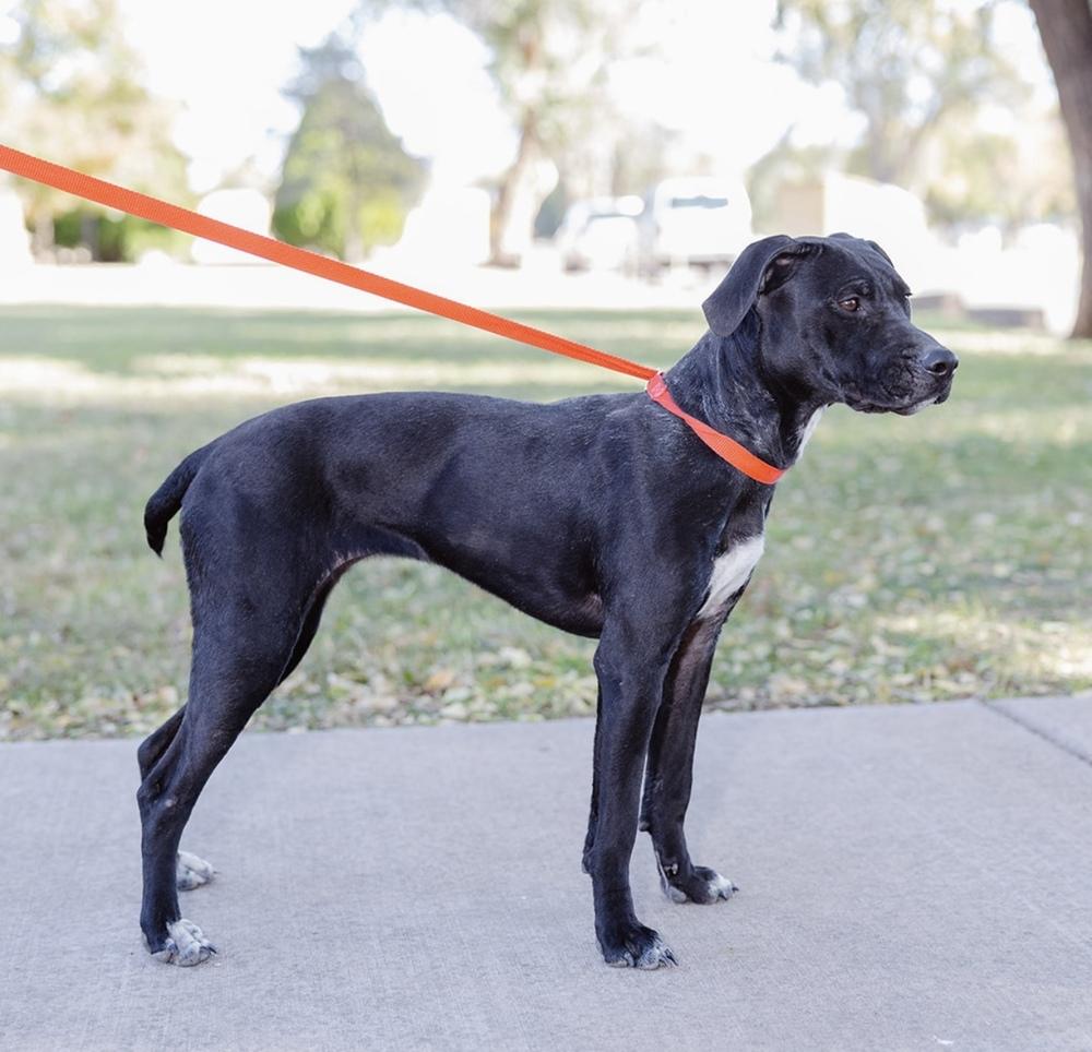 Enlarge Shakira, a Adoptable Labrador Retriever in Clovis, NM image 2/4