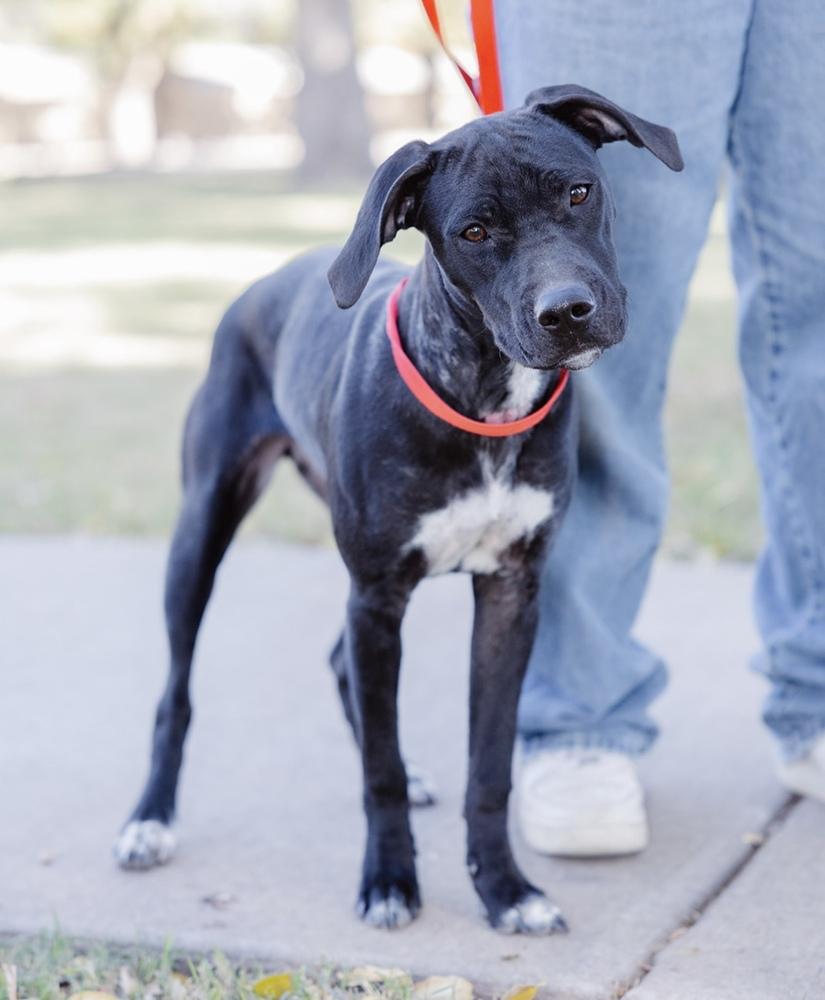 Enlarge Shakira, a Adoptable Labrador Retriever in Clovis, NM image 3/4
