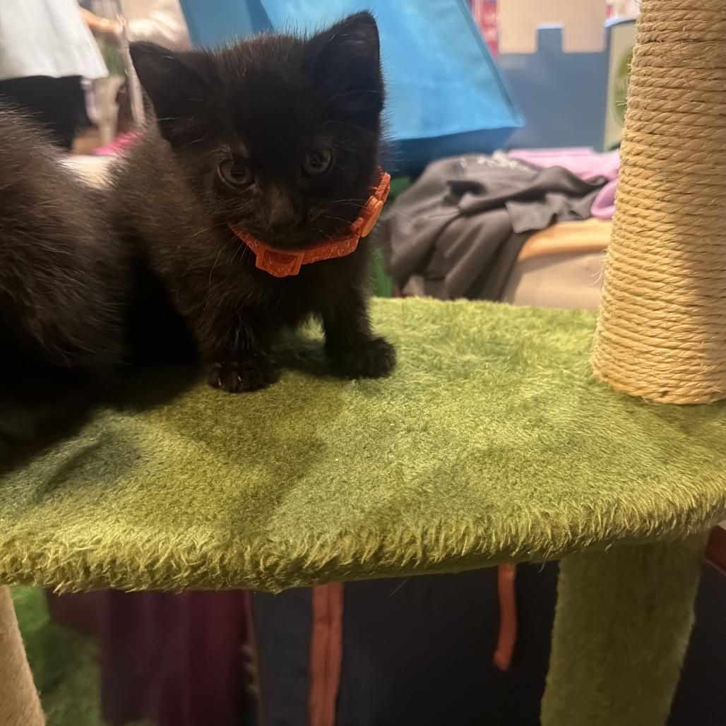 Melvin, Adoptable, Kitten Male Domestic Short Hair.
