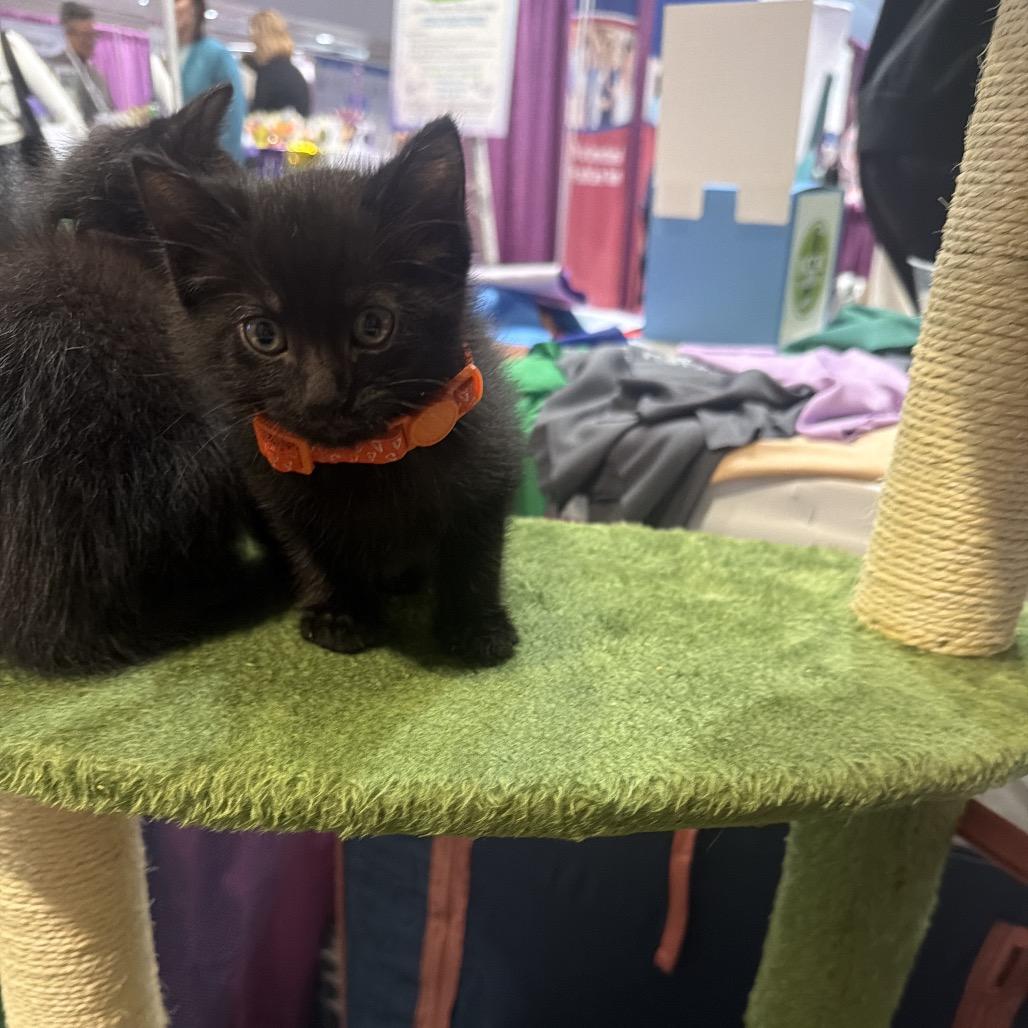 Enlarge Melvin, a Adoptable Domestic Short Hair in New Orleans, LA image 2/2