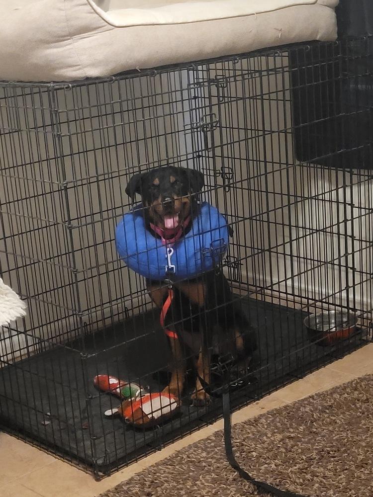 Poppy, Adoptable, Adult Female Rottweiler.