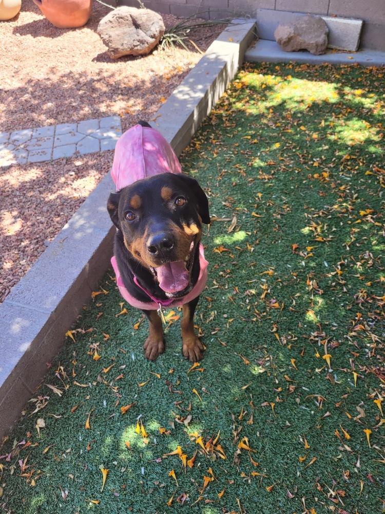 Enlarge Poppy, a Adoptable Rottweiler in Gilbert, AZ image 2/2