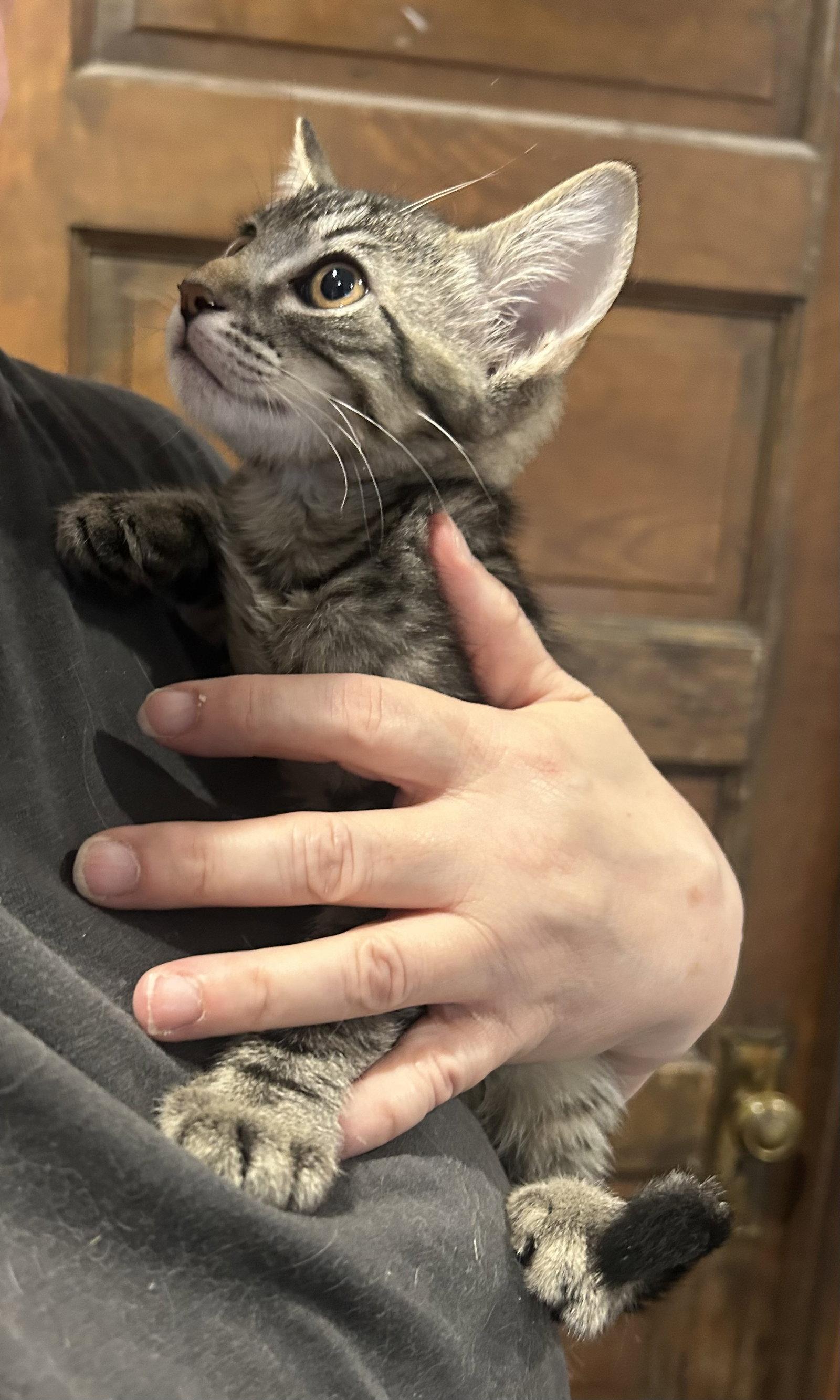 Enlarge Spencer Napa, a Adoptable Tabby in Napa, CA image 1/2