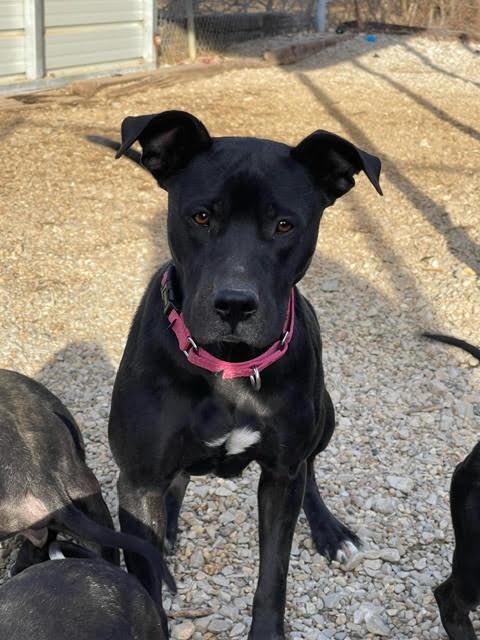 Anastasia, an adoptable American Staffordshire Terrier & Black Labrador Retriever Mix in Centralia, IL_image-1